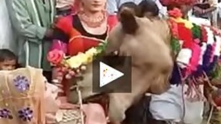 Ajab Desh Ki Gajab Tamasha Camel devouring sacks of milk
